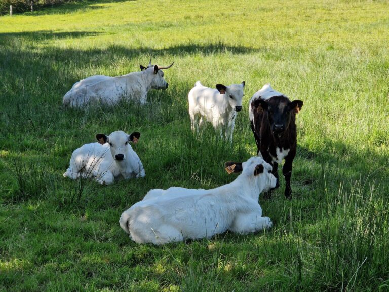 Photos de White Park Cattle en France