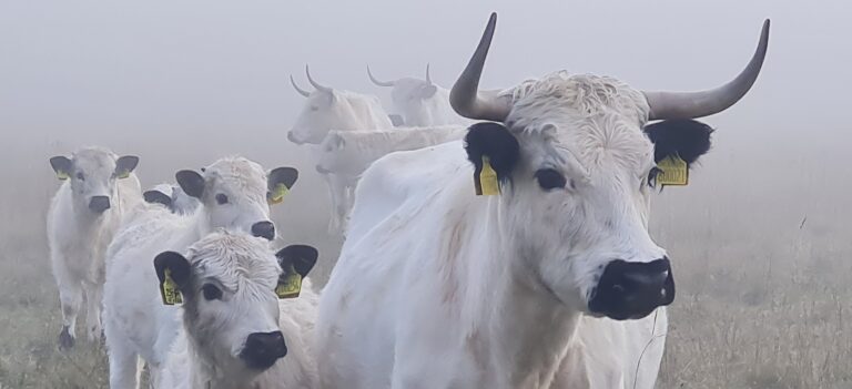 Photos de White Park Cattle en Royaume Uni