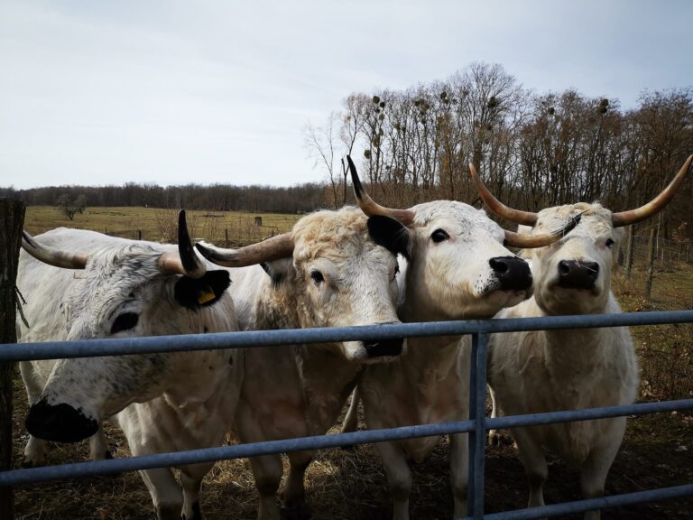 Photos de White Park Cattle en Allemagne