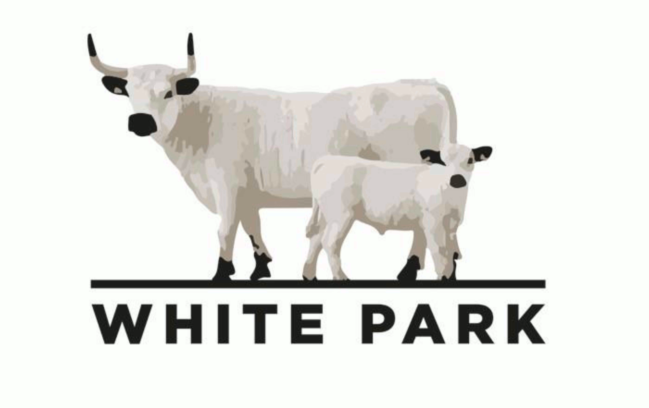 White Park Cattle